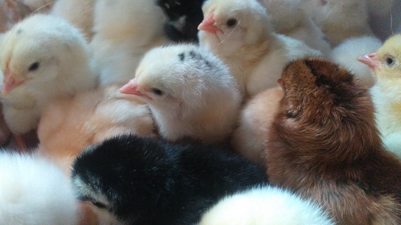 panen anak ayam 