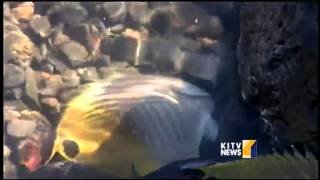 Honolulu Harbor spill causes fish deaths