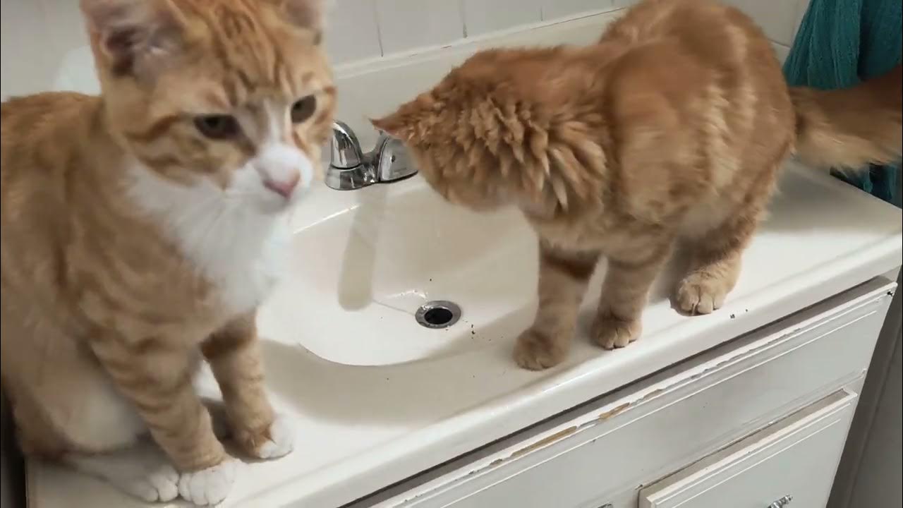 Two cute plumber cats fixing leaky faucet! YouTube
