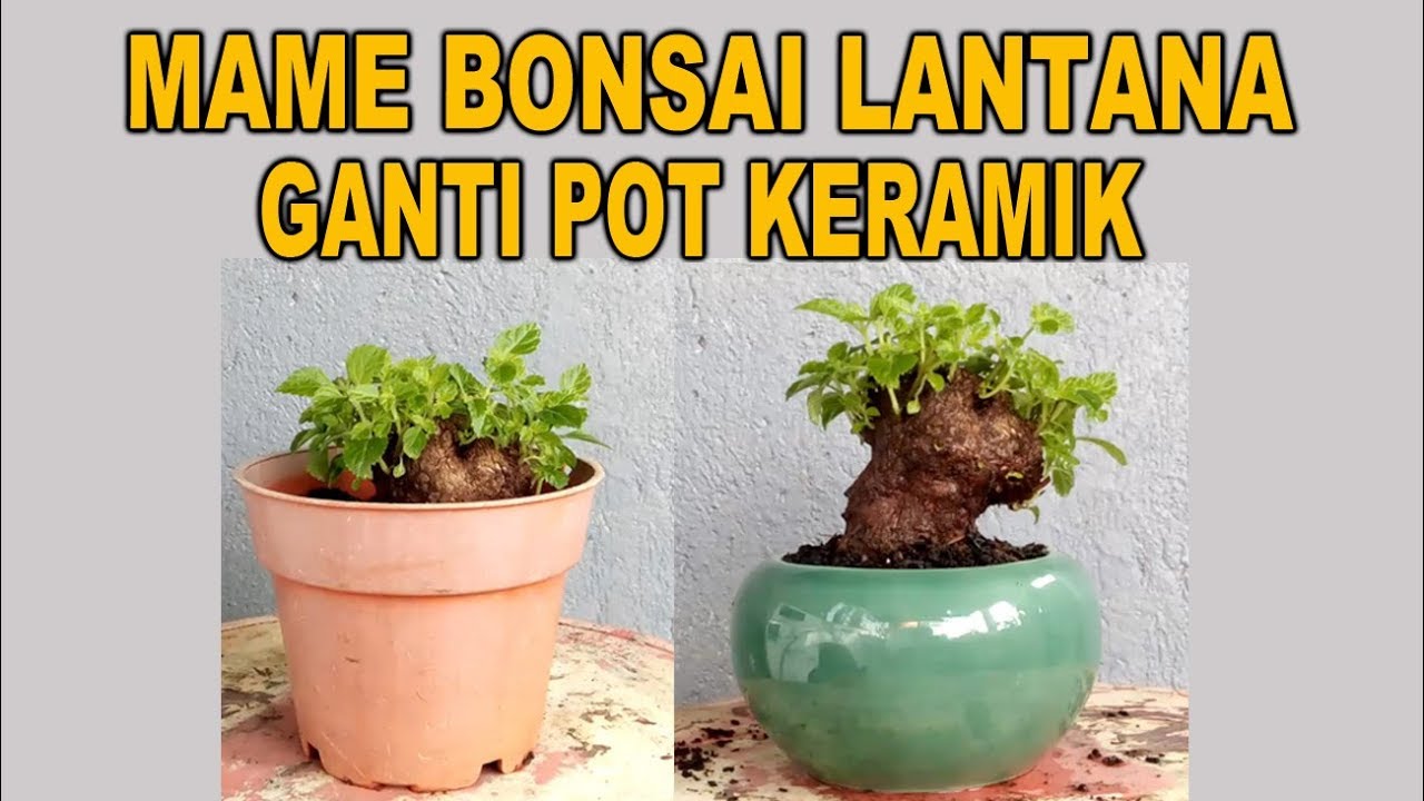 Mame Bonsai  Lantana Ganti Pot  Keramik  YouTube