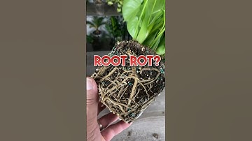 Hoe u wortelrot bij uw kamerplanten kunt identificeren