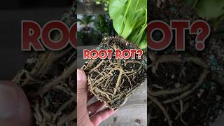 How To Identify Root Rot In Your Houseplants
