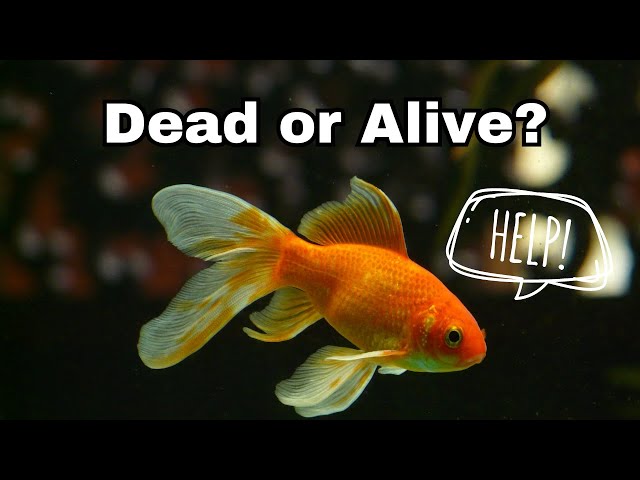 How to Tell if Goldfish are Sleeping or Dead - REACTION - YouTube