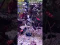水面に酸素を溶かし込む対流の科学】水槽用エアーポンプ（魚缸增氧泵）の構造と流体力学
