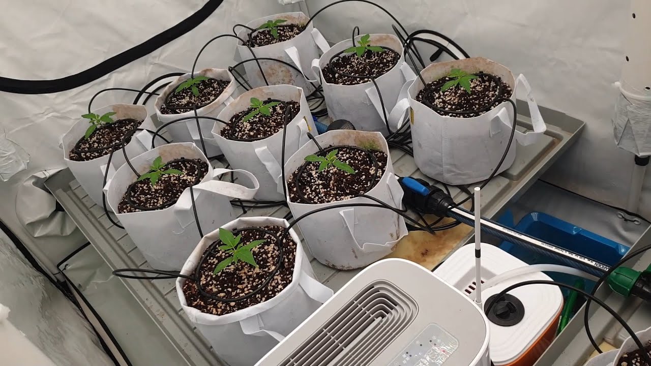 Обзор моего гроубокса Homebox R240 plus