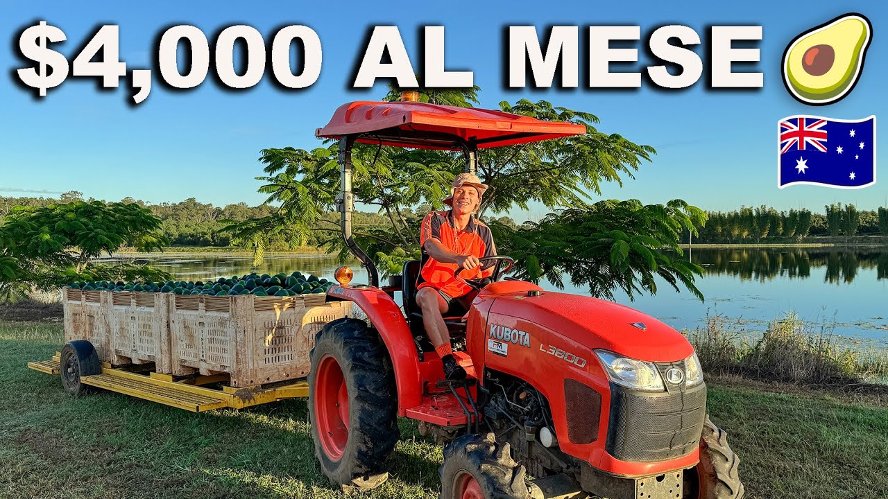 Avocado farm e Working Hostel, quanto ho guadagnato?