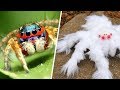 10 Increíbles ARAÑAS Que No CREERÁS Que Existen 🕷️☣️ Dato Curioso