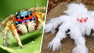 10 Increíbles ARAÑAS Que No CREERÁS Que Existen 🕷️☣️ Dato Curioso