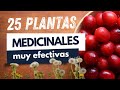 25 Plantas medicinales, Equisetum, Aloe, Ginkgo, Ginseng, romero, Manzanilla, Cola de caballo, Poleo