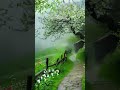 Teri ore Rahat Fateh Ail Khan Shareya Ghosal ||#yrice#song #youtubeshorts #motivation #sad #love 🥰🥰🥰