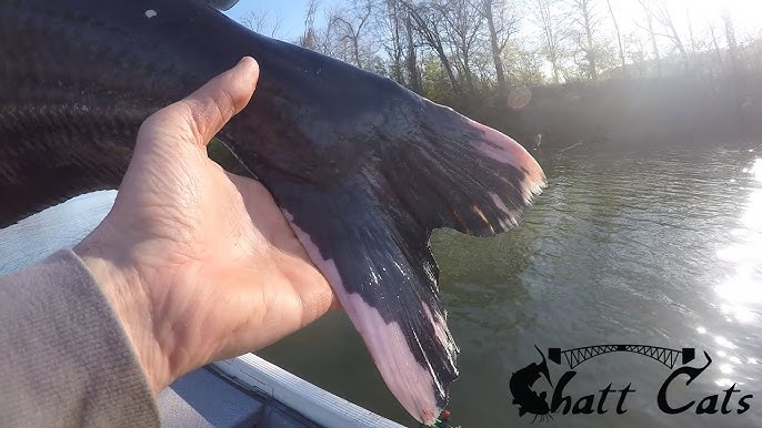 Ugly Stik BENT DOUBLE From Huge Catfish (Ft. Trophy Seekers