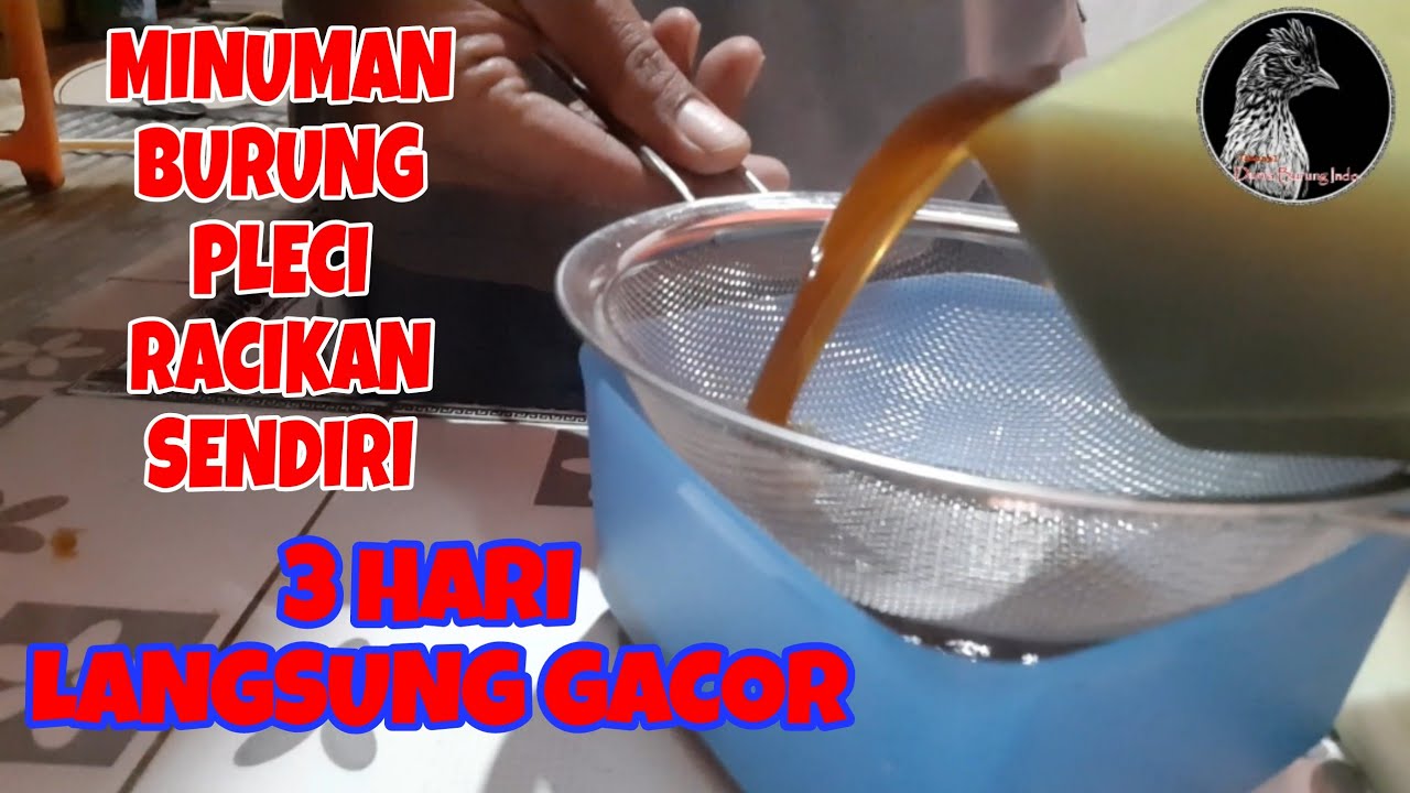 Cara membuat minuman burung pleci racikan alami|Dunia burung indo
