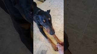 How To Teach a Dog to Crawl on Command❤ #doberman #tricks #dogtraining #crawl #dobermantraining