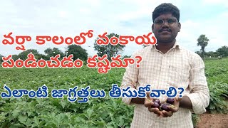 Vankaya farming in telugu- brinjal farming in telugu- brinjal farming in telugu