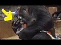 Cameras Caught A Gorilla Giving Birth For The First Time-When She Got Up, The Keepers Screamed