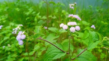 Cây hoa cứt lợn và tác dụng không phải ai cũng biết | Xem thêm tại @ThinhNongNghiep