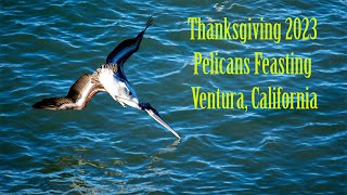 Thanksgiving 2023 Pelican Feasting Ventura, California