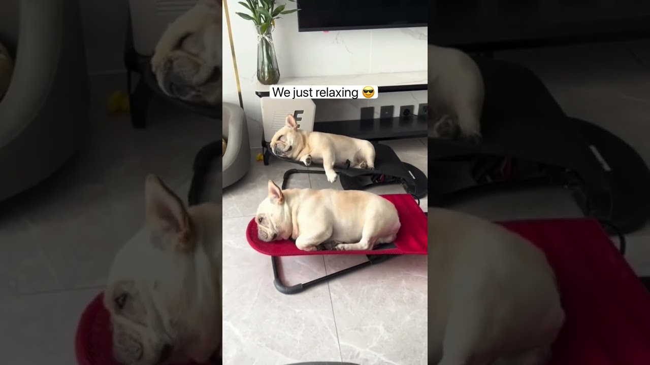 relaxing dogs 