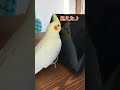 Echo Showを操作するオカメインコ