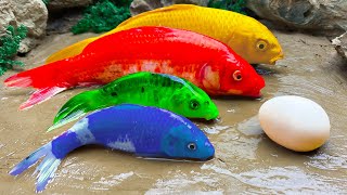 Stop Motion ASMR Cooking - Satisfying Magnetic Rainbow Fish, 무지개 물고기 - 화려한 메기, 다채로운 잉어 물고기 수영장