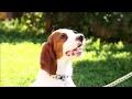 Caspin irish red and white setter の動画、YouTube動画。