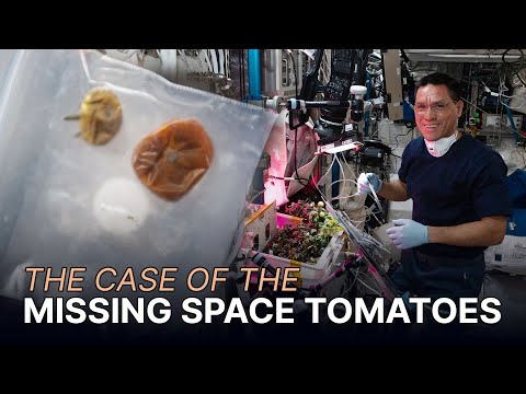 The Case of the Missing Space Tomatoes