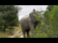 Elephant Chase in South Africa. Very Terrifying!