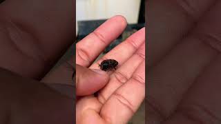 ASMR I saw that the insect had died, but I don't know the reason why.🐞😱😨 #video #new :2026