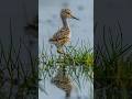 Wildlifemorocco Birds تصوير الطيور Wildlife Nature العريفي الجيلي Photography البخل 