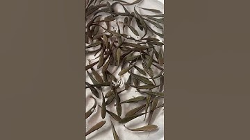 Cá lóc bông giống đi từ 200con . 0909770509 #cagiong #fish #calocbong