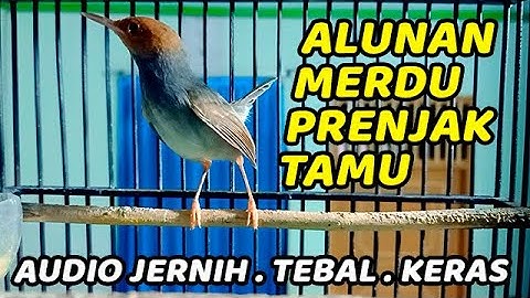 1 JAM MASTERAN PRENJAK TAMU GACOR DOR DURASI PANJANG TERPOPULER 2025