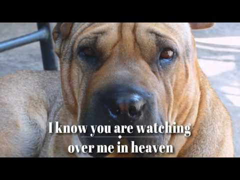 unique pet memorial gifts a way to help you cope with losing a pet