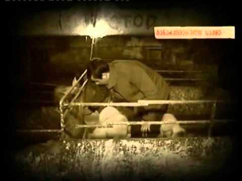 ,,ბანქოს მოთამაშე''