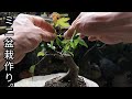 Bonsai diary/盆栽日記　＃81「挿し木素材　楓盆栽の骨組み作り」