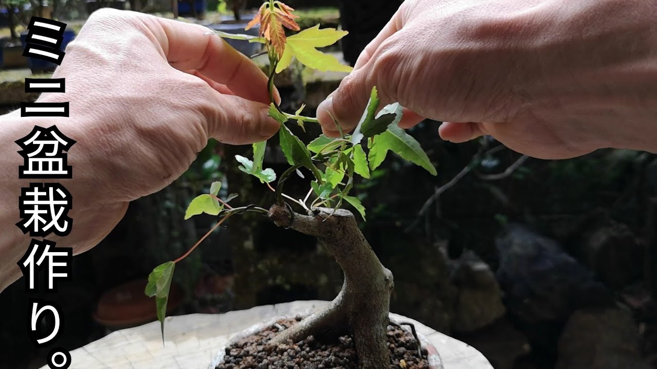 Bonsai diary/盆栽日記 ＃81「挿し木素材 楓盆栽の骨組み作り