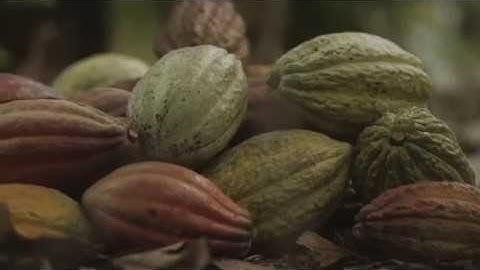 Teaching Sustainable Cocoa Production To The Next Generation [Short version]