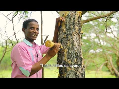 Video: Wat is het verschil tussen wierook en olibanum?