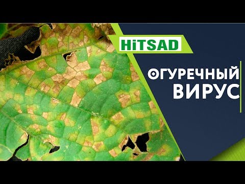 Видео: Какво причинява вируса на доматената мозайка - Контрол на вируса на доматената мозайка