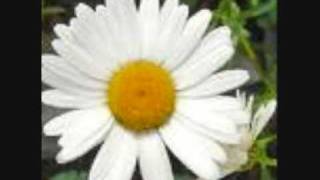 Daisy chords