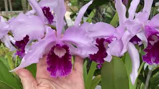 Новые Старые Орхидеи Цветут. C. Purpurata. Cym. Sweet Devon Honey Scent.