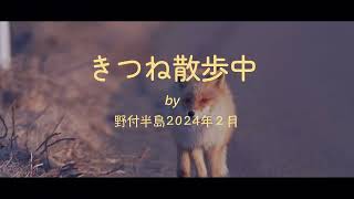 北海道　野付半島2024　きつね散歩中