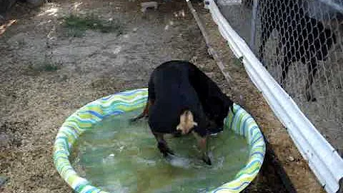 Gunner playing in his new pool
