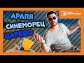 ТОП локации на АРАПЯ, ЦАРЕВО и СИНЕМОРЕЦ! @URBAN LIFE на МОРЕТО