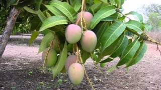 Hees.raxma. Ar Dhuule Cali .Aun.wmv