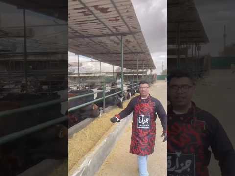 عجول حضرموت عنتر