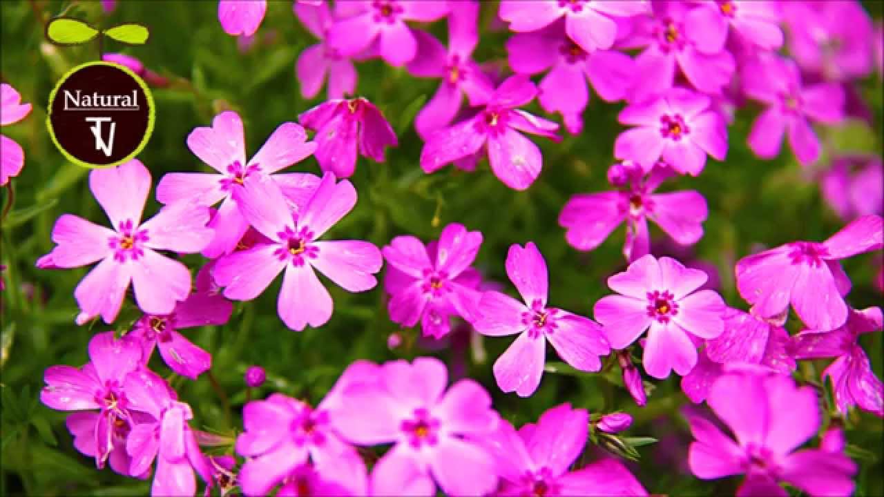 Heart Of Pink Purple Flowers Relaxing Instrumental Guiter Music Heart Of Pink Purple Flowers Relaxing Instrumental Guiter Music Natural Tv 8