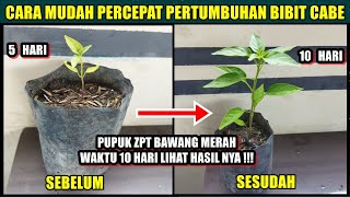 Cara Mudah!!! Percepat pertumbuhan Bibit Cabe