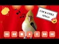 Cockatiels sings  cockatiel canta