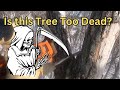 Solo climbing a sketchy dead oak tips and tricks