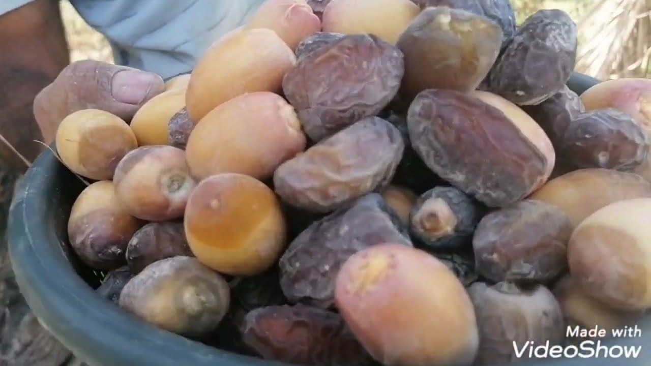 تمر بريم وبرحي هذا الفديو هديه الى الاخ حسين البصراوي في أمريكا